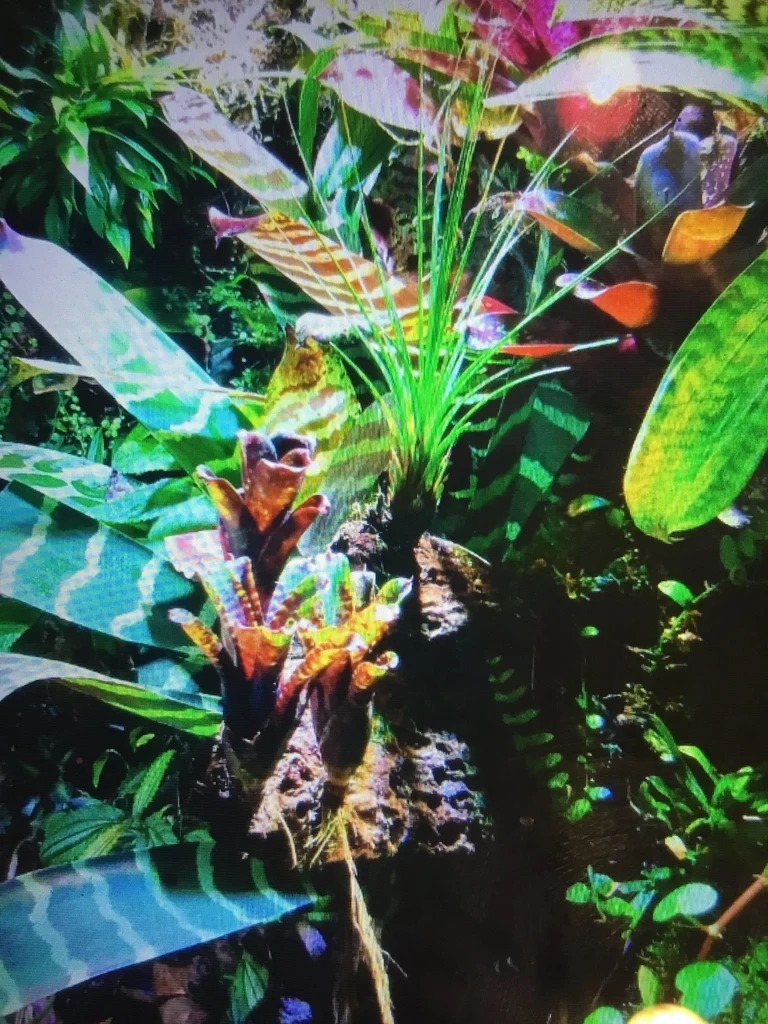 Bright Colored Frogs In There  |  26" x 42"