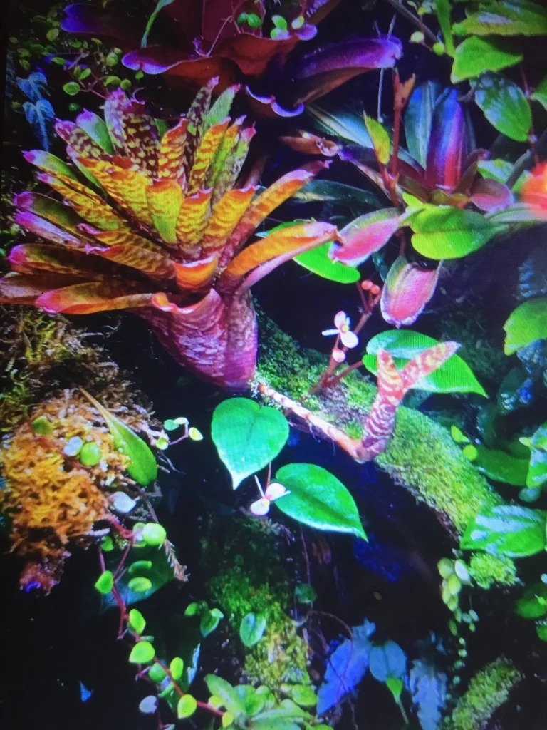 Sunset Frog Choir  |  31" x 49"